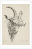 Head of a goat by baron Reinierus Albertus Ludovicus van Isendoorn à Blois