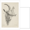 Head of a goat by baron Reinierus Albertus Ludovicus van Isendoorn à Blois