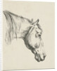 Head of a horse by Jan Kobell
