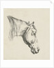 Head of a horse by Jan Kobell