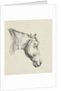 Head of a horse by Jan Kobell