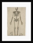 Male skeleton, seen from the front by Pieter Feddes van Harlingen