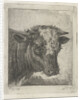 Head of a cow by Jacobus Cornelis Gaal