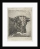 Head of a cow by Jacobus Cornelis Gaal