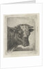 Head of a cow by Jacobus Cornelis Gaal