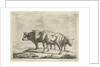 Three oxen by Jacobus Cornelis Gaal