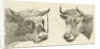 Head of a bull with rope to horns and head of cow by Cornelis Bisschop