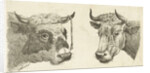 Head of a bull with rope to horns and head of cow by Cornelis Bisschop