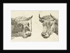 Head of a bull with rope to horns and head of cow by Cornelis Bisschop