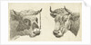 Head of a bull with rope to horns and head of cow by Cornelis Bisschop