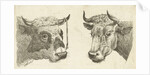 Head of a bull with rope to horns and head of cow by Cornelis Bisschop