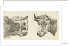 Head of a bull with rope to horns and head of cow by Cornelis Bisschop