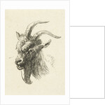 Head of a buck by Jan Dasveldt