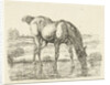 Drinking horse by Jan Dasveldt