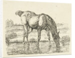 Drinking horse by Jan Dasveldt