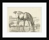 Drinking horse by Jan Dasveldt