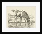 Drinking horse by Jan Dasveldt
