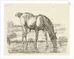 Drinking horse by Jan Dasveldt