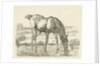 Drinking horse by Jan Dasveldt