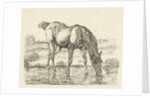 Drinking horse by Jan Dasveldt