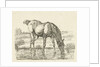 Drinking horse by Jan Dasveldt
