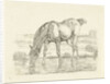 Drinking horse by Jan Dasveldt