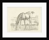 Drinking horse by Jan Dasveldt