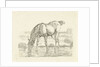 Drinking horse by Jan Dasveldt