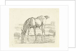 Drinking horse by Jan Dasveldt