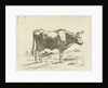 Standing cow by Jan Dasveldt