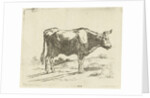 Standing cow by Jan Dasveldt