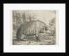 Sitting wild boar by Jacobus Cornelis Gaal