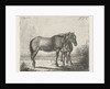Two horses by Jacobus Cornelis Gaal