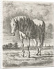 Single white horse by Jacobus Cornelis Gaal