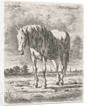Single white horse by Jacobus Cornelis Gaal
