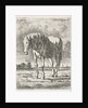 Single white horse by Jacobus Cornelis Gaal