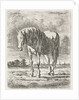 Single white horse by Jacobus Cornelis Gaal