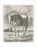 Single white horse by Jacobus Cornelis Gaal