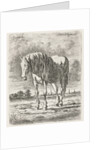 Single white horse by Jacobus Cornelis Gaal