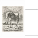 Single white horse by Jacobus Cornelis Gaal