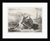 Lying goat, left by Jacobus Cornelis Gaal