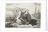 Lying goat, left by Jacobus Cornelis Gaal