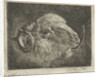 Head of a ram with twisted horns backward by Pieter Gaal