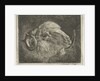 Head of a ram with twisted horns backward by Pieter Gaal