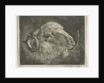 Head of a ram with twisted horns backward by Pieter Gaal