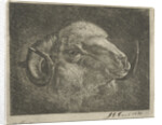 Head of a ram with twisted horns backward by Pieter Gaal