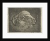 Head of a ram with twisted horns backward by Pieter Gaal