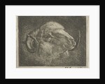 Head of a ram with twisted horns backward by Pieter Gaal