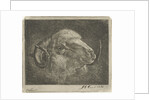 Head of a ram with twisted horns backward by Pieter Gaal