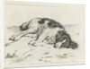 Sleeping dog by Hendrik Godart de Marée